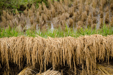 Golden rice fields, on ground