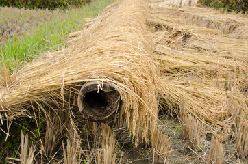 Golden rice fields, on ground