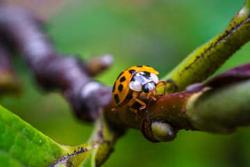A beautiful macro insect called ladybug on the branch and leave of the tree. It has orange color and black spots. Coccinellidae is a small beetles.  names ladybird beetles or lady beetles.