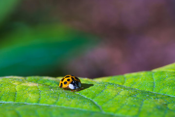 A beautiful macro insect called ladybug on the branch and leave of the tree. It has orange color and black spots. Coccinellidae is a small beetles.  names ladybird beetles or lady beetles.