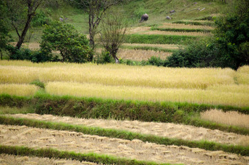 Agriculture landscape after the harvesting in Northern Thailand.