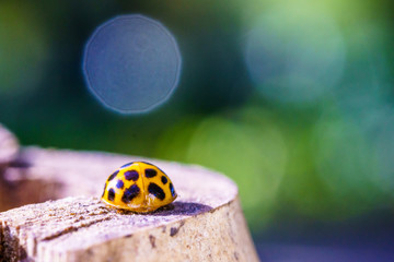 A beautiful macro insect called ladybug with blurry background. It has orange color and black spots. Coccinellidae is a widespread family of small beetles.  names ladybird beetles or lady beetles.