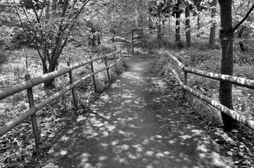 path through dappled woodland B & W
