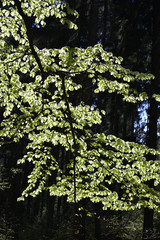 Gegenlicht