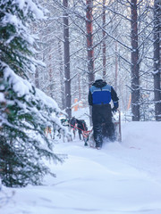 Woman riding husky sleigh in Lapland in winter Finnish forest