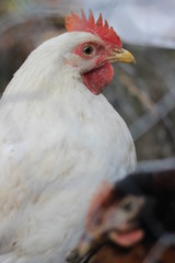 cock and chicken