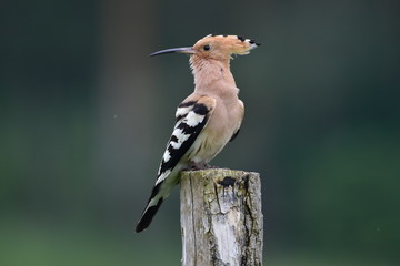 hoopoe  © Jakub