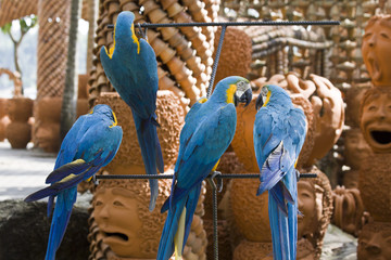 Parrots. Macaw.