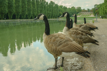 Pathway in the woods during summer in the beautiful green and large park of Parc de Sceaux in Paris  for tourist and family recreation in nature which is also good for sport like jogging or running