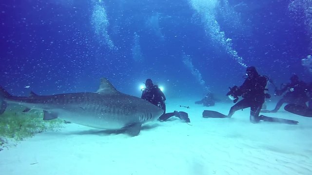 Shark obeys diver underwater in Atlantic Ocean.. Extreme scuba diving.