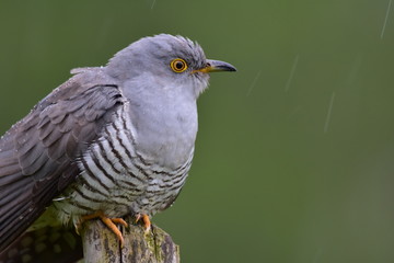 Cuckoo
