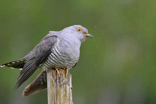 Cuckoo portait
