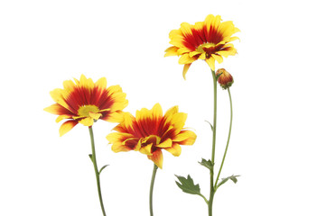 Red and yellow chrysanthemum flowers