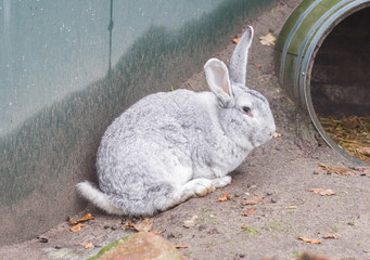 Purebred rabbit Belgian Giant resting outside in the sun