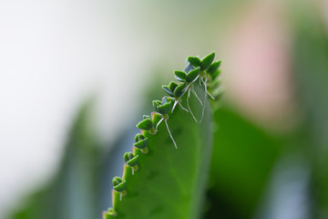 Modified leaf of Bryophyllum pinnatum for education in Laboratory.