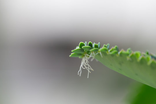 Modified leaf of Bryophyllum pinnatum for education in Laboratory.