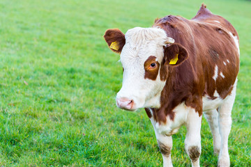brown and white cow on green grass field