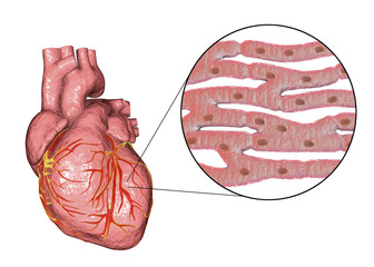 Human heart and close-up view of cardiac muscle structure, 3D illustration