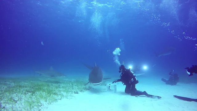 Diver controls shark underwater on sandy bottom of of Tiger Beach Bahamas. Extreme scuba diving. Swimming with a predator in pure blue water. Unique video.