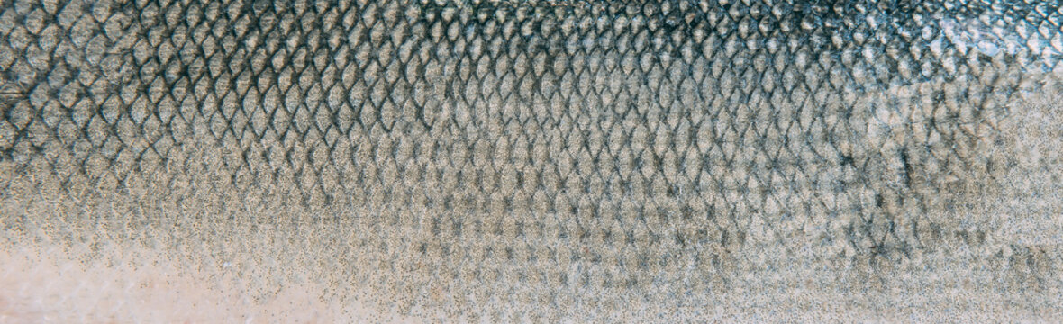 Fish Skin Texture Pattern Background