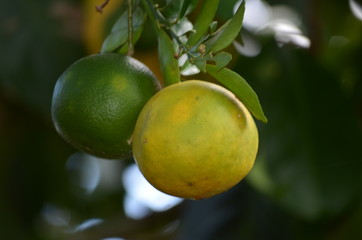 A green orange fruit hanging on the branch of its tree. Citrus species Citrus × sinensis in the family Rutaceae,  includes grapefruits, lemons, limes, oranges, and various other types and hybrids.  