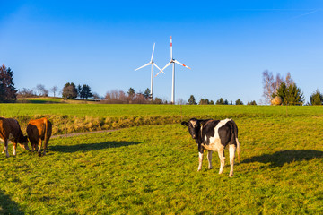 cows grazing on meadow and wind turbines in background rural landscape