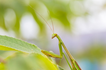 closeup green Mantis on a leaf. Mantodea.