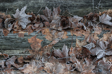 frost on fallen leaf on ground 