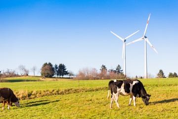 cows grazing on meadow and wind turbines in background rural landscape