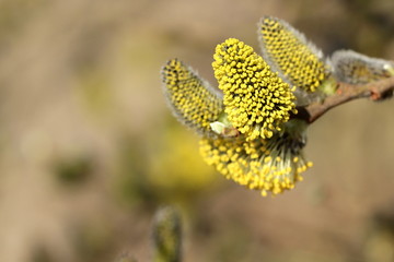Blütenstand der Sal-Weide im Frühling