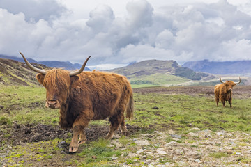 Highland Cattle in pasture, Scottish Highlands, Scotland, UK 