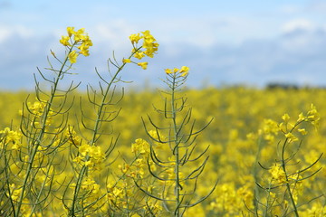 Obraz premium Raps in voller Blüte