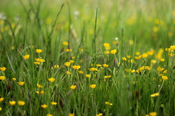 Wiese mit gelben Blumen