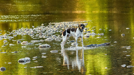 Dog english pointer standing and reflecting in the water during colorful autumn sunset 