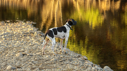Dog pointer watching warm autumn sunset at the lake 