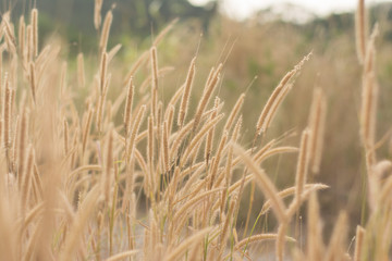 grass flower meadow close up,Summer flowers on the meadow,wild meadow pink flowers on morning sunlight background. Autumn field background.