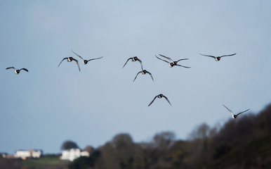 Eurasian Oystercatcher, Haematopus ostralegus