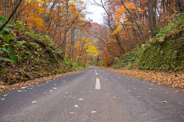 Fototapeta premium road along Oirase stream