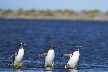 Gentoo Penguins (Pygoscelis papua) crossing a lagoon on Sea Lion Island in the Falkland Islands.