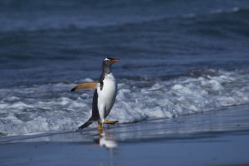 Gentoo Penguin (Pygoscelis papua) coming ashore after feeding at sea on Sea Lion Island in the Falkland Islands.