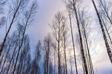 Fototapeta premium bald birch tree forest at sunset in winter