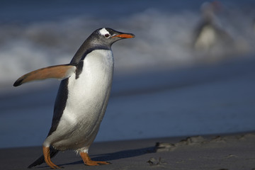 Fototapeta na wymiar Gentoo Penguin (Pygoscelis papua) on a sandy beach on Sea Lion Island in the Falkland Islands.