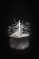 White feather on black mirrored background