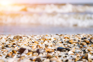 Sea coast, seashells, close-up, the sea is out of focus