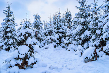 Beautiful pine trees covered with snow in winter