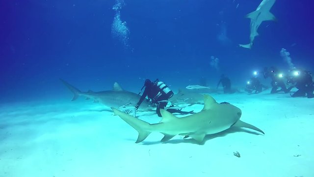Diving with sharks underwater in Bahamas. Swimming in Atlantic Ocean. .