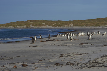 Gentoo Penguins (Pygoscelis papua) on a sandy beach on Sea Lion Island in the Falkland Islands.