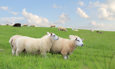 Obraz premium Sheep grazing on the field.