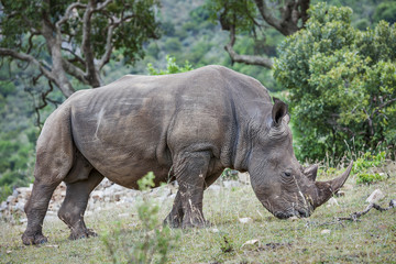 rhino