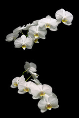 blooming white orchid isolated on black background